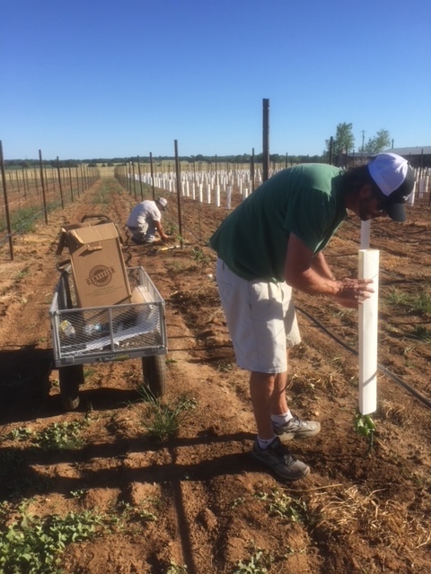 Andy planting vines