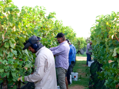 Harvest 2023 in the vines