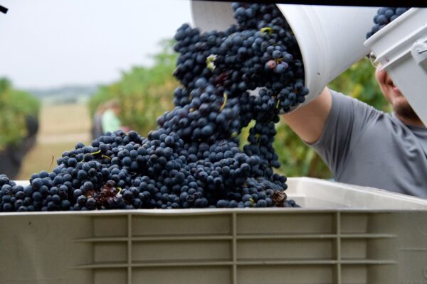 Wine Harvest Grapes